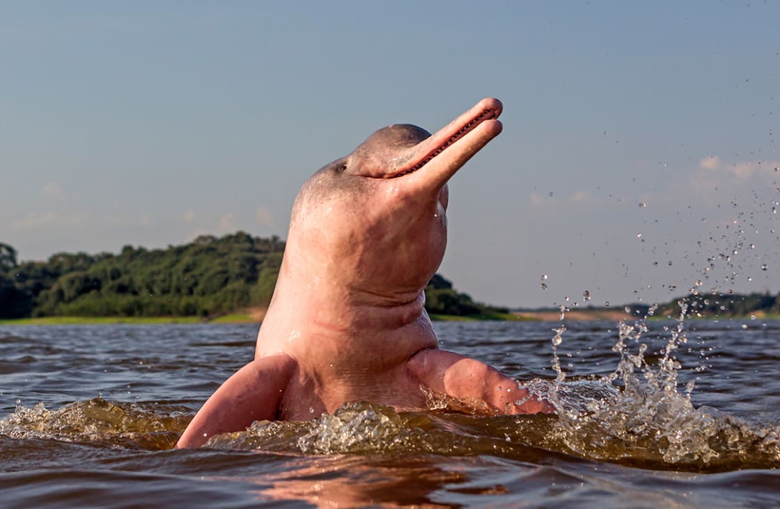 The Legend Of The Pink River Dolphin Rainforest Cruises