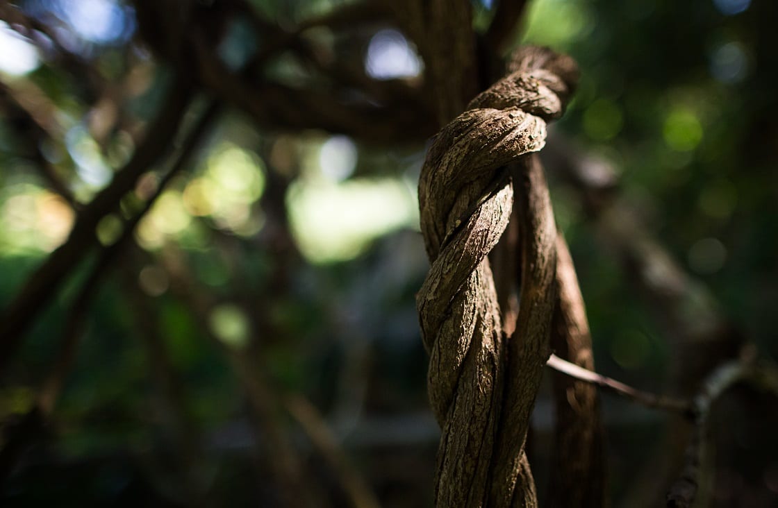 Liana,Ayahuasca,Growing,In,The,Jungle,,Close-up.,Sun,Rays,On