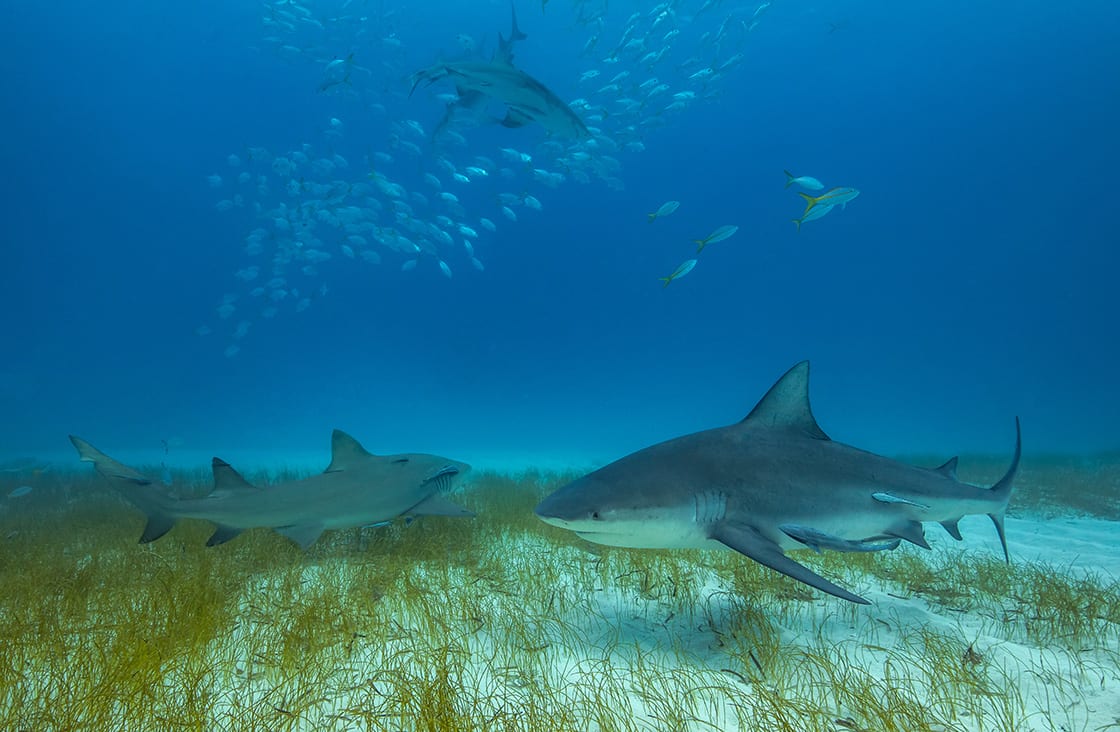 Sharks In The Amazon River Rainforest Cruises