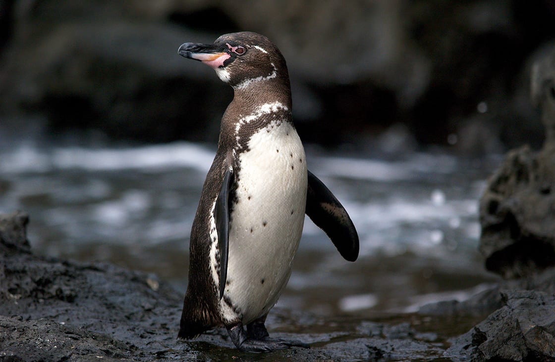 Beautiful,Endangered,Galapagos,Penguin