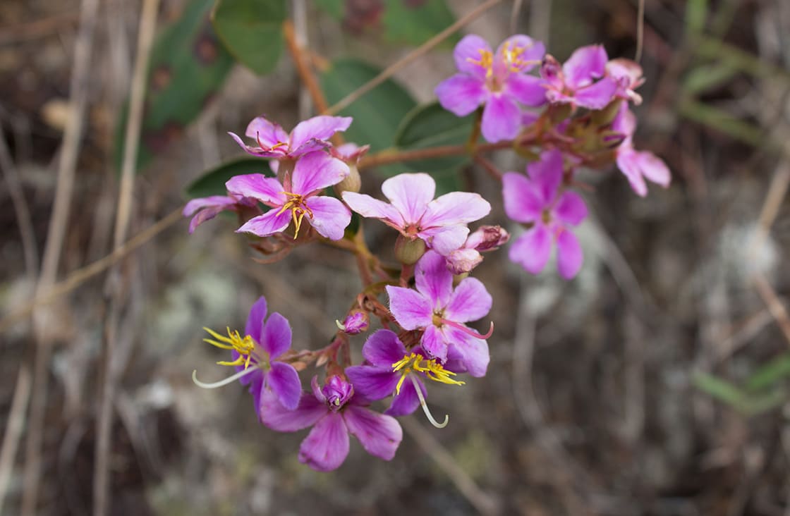 Orchid,Flowers,Blossoming,,Amazon,Jungle,,Madre,De,Dios,,Puerto,Maldonado,