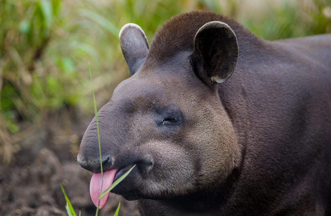 Closeup,Beautiful,Brown,Tapir,,Biggest,Mammal,Of,The,Amazon,Rainforest.