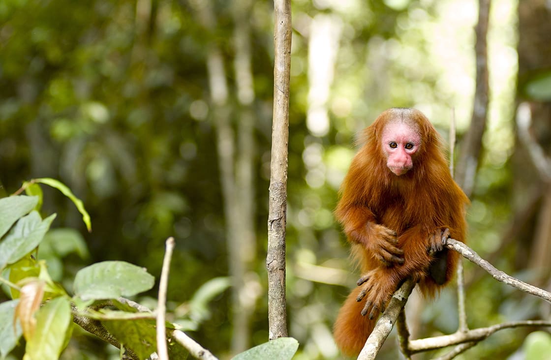 This,Monkey,Was,Seen,On,A,Tour,Through,The,Amazon