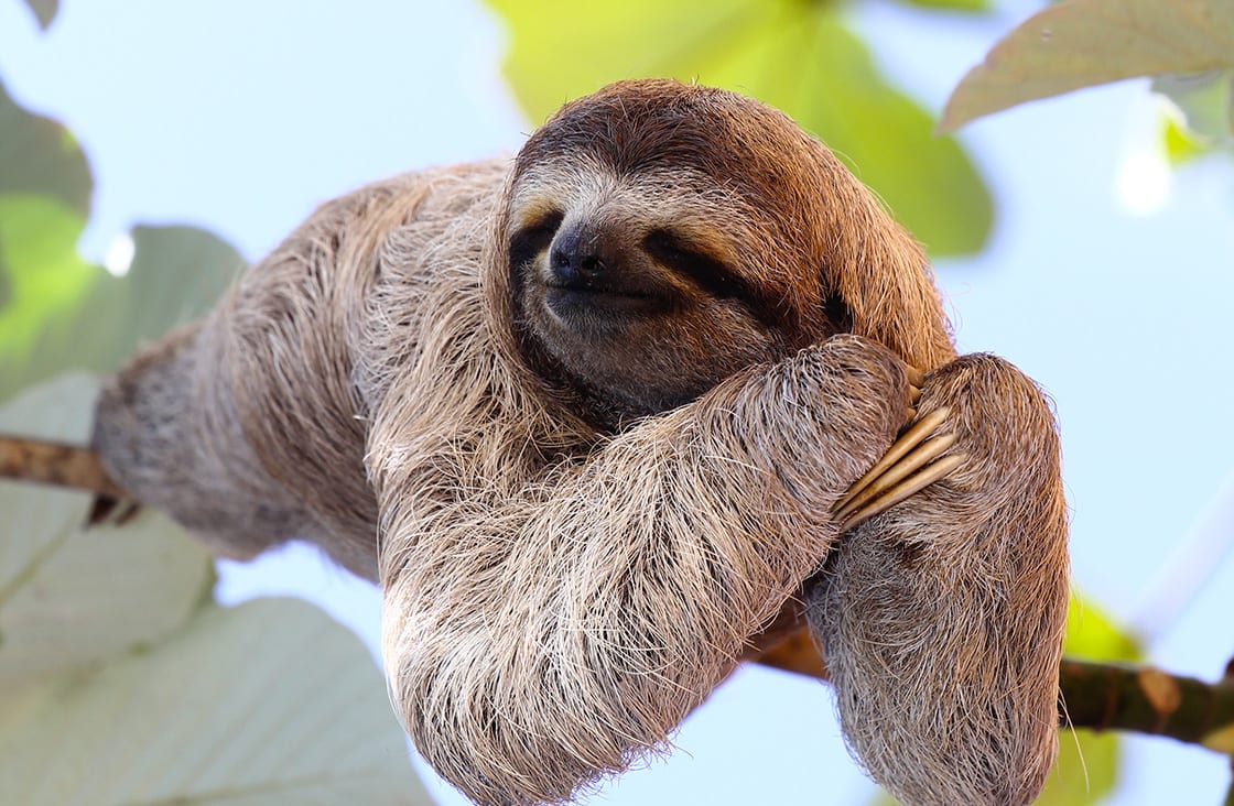 Happy,Sloth,Hanging,On,The,Tree