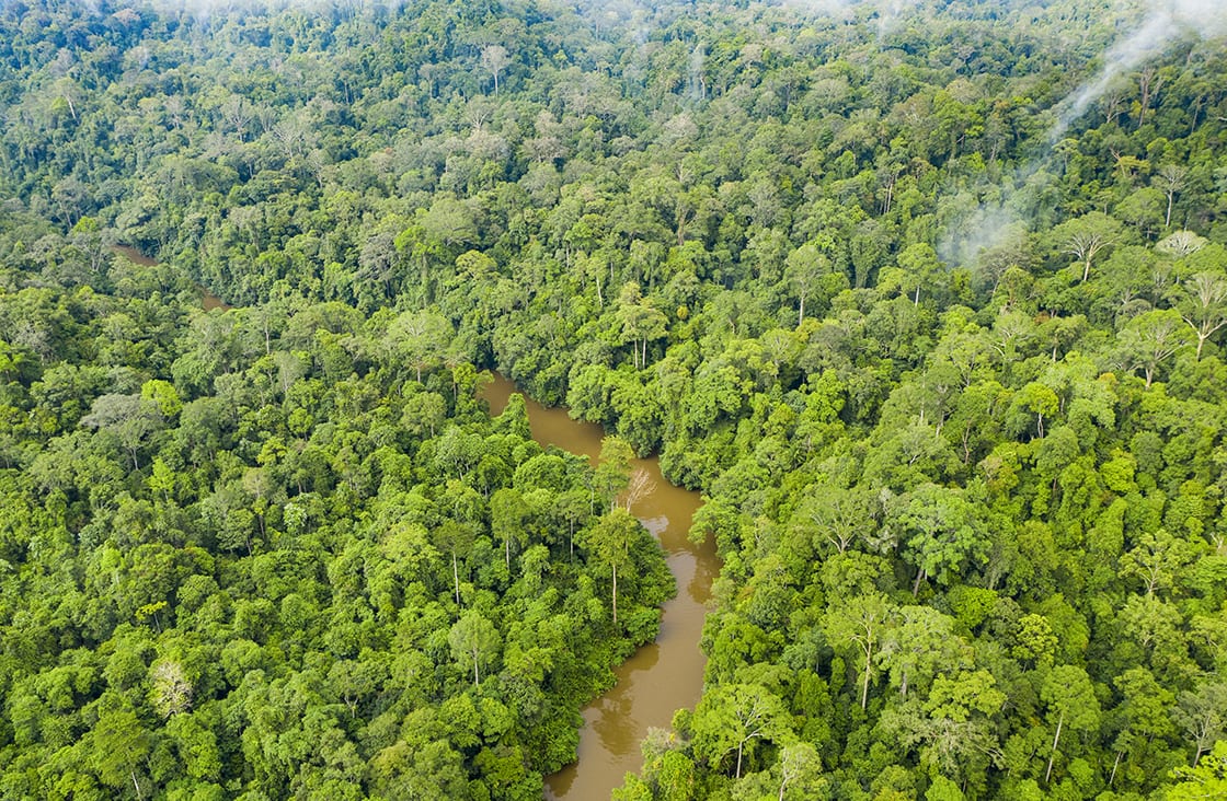 View,From,Above,,Stunning,Aerial,View,Of,A,Tropical,Rainforest