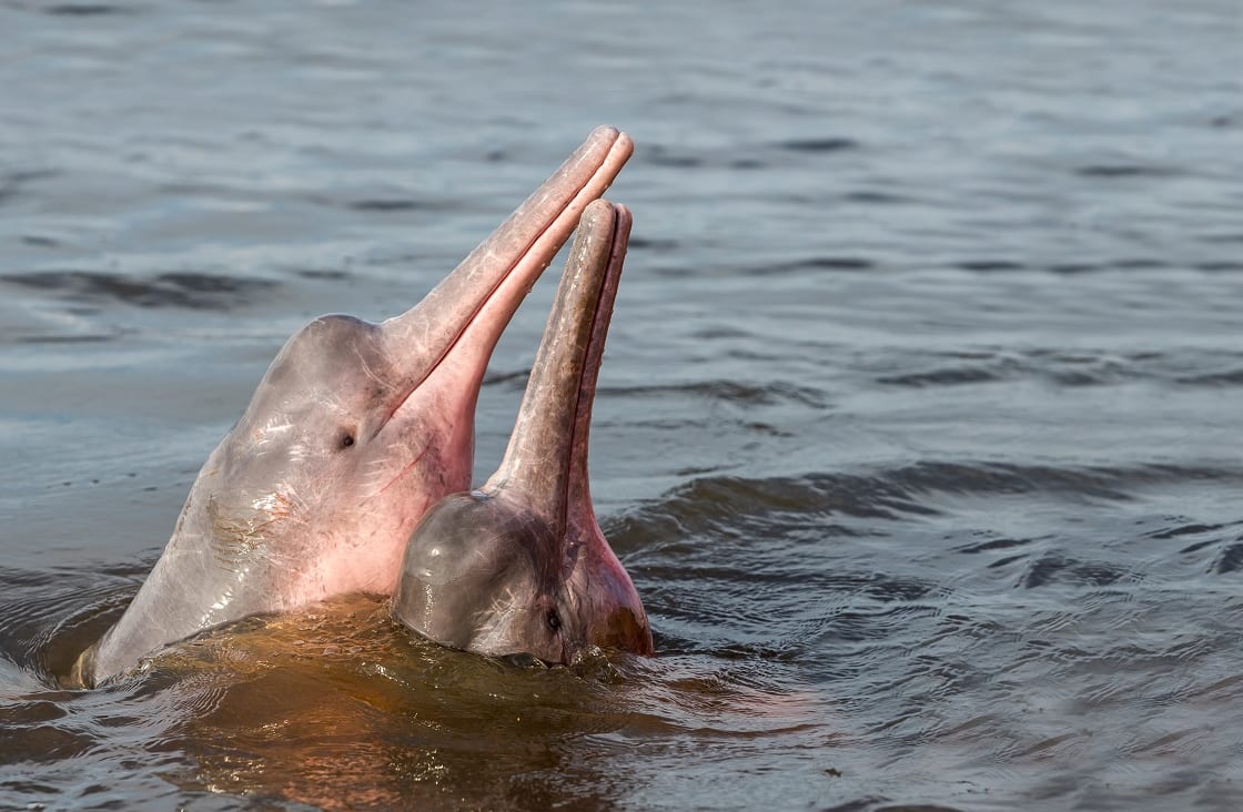 Freshwater Dolphins Surface on the