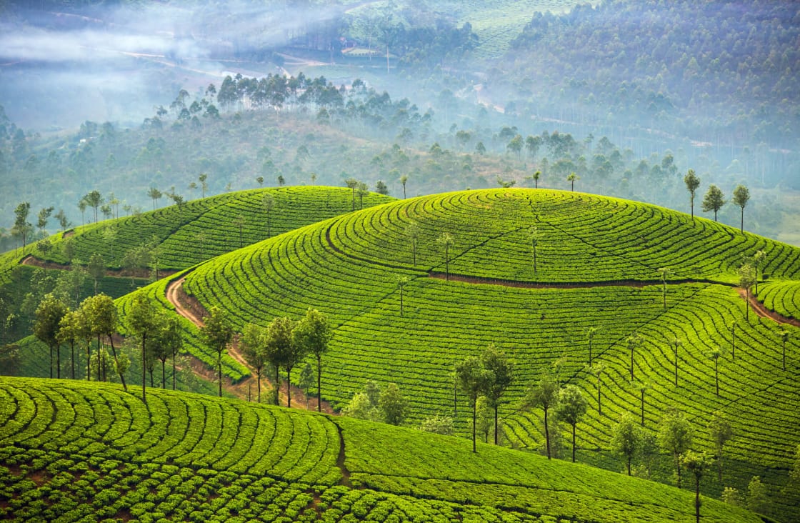 Darjeeling tea estate