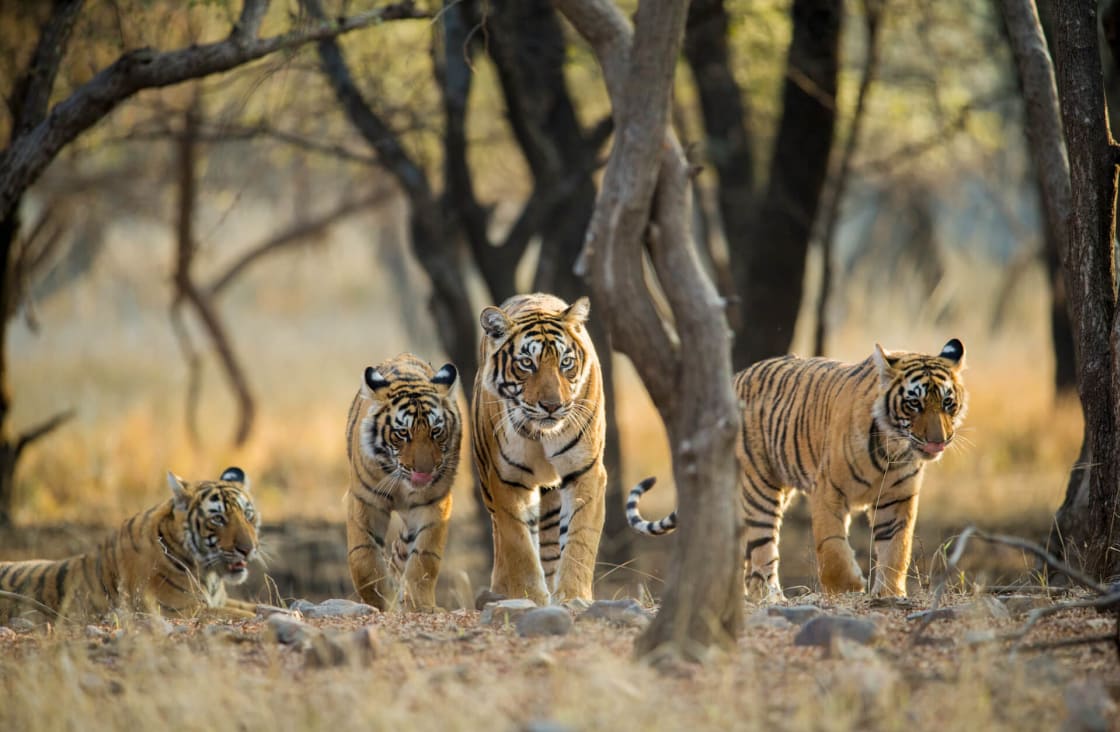 Tigers roam the Ranthambore National Park