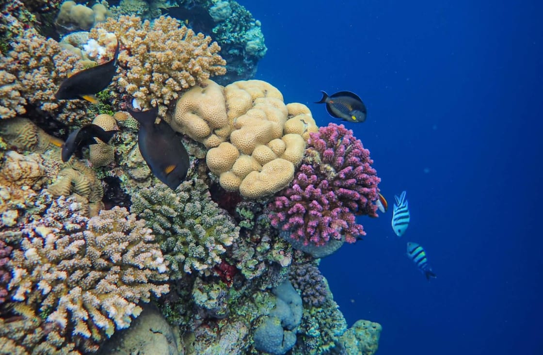 Corals of Komodo National Park