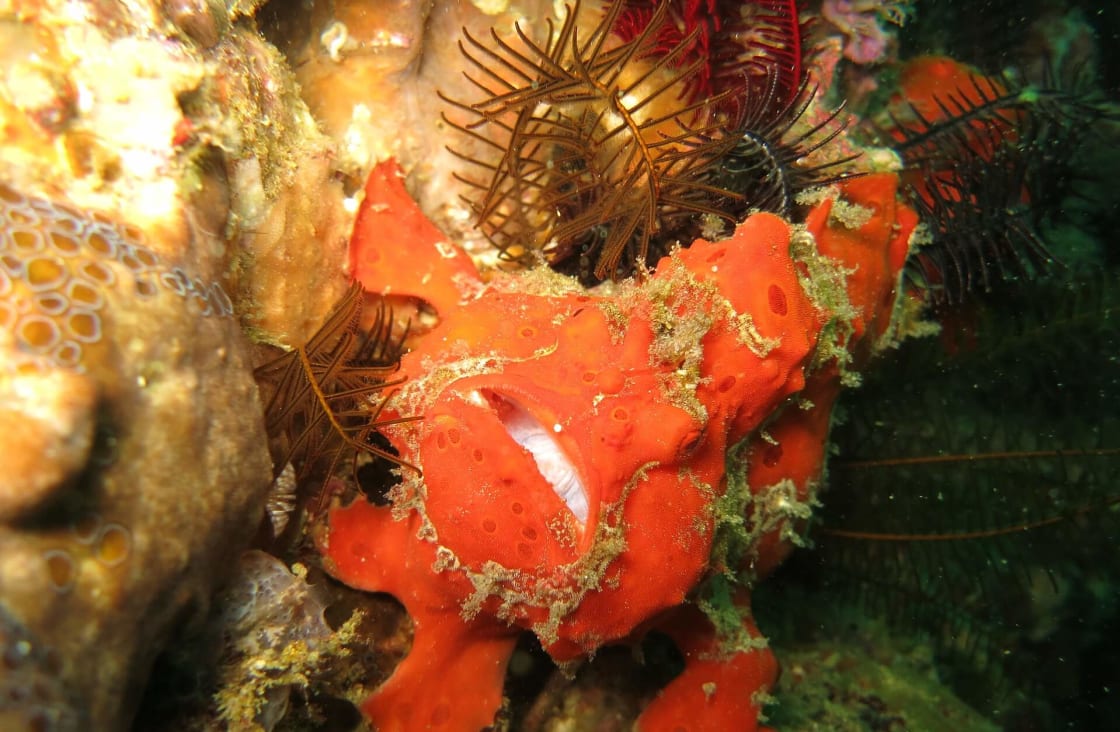 Macro shot of frogfish taken in Malapascua 