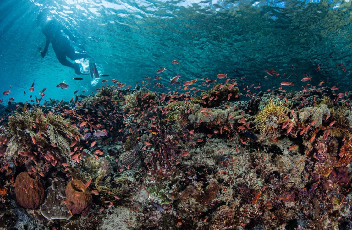 Colorful reef in Alor