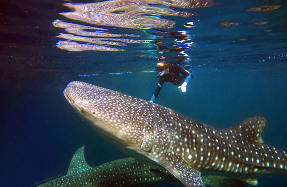 Diver strokes one of two whale sharks in Raja Ampat