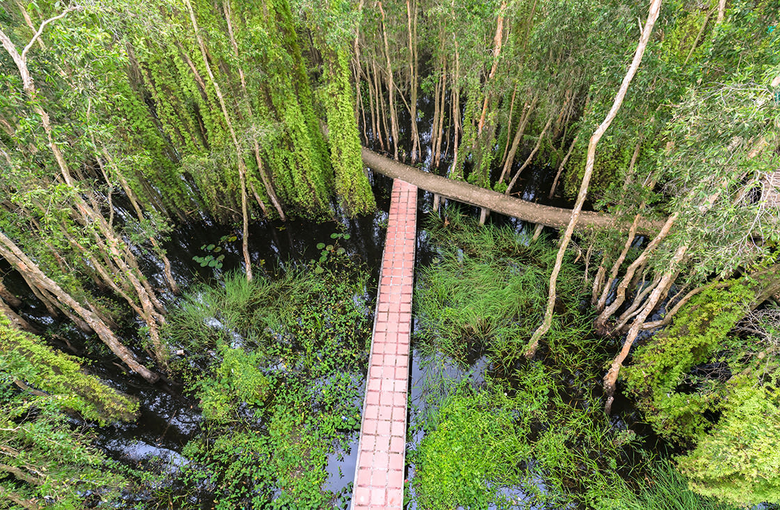 Small,Road,Bending,Through,The,Melaleuca,Forests,In,The,Ecotourism.