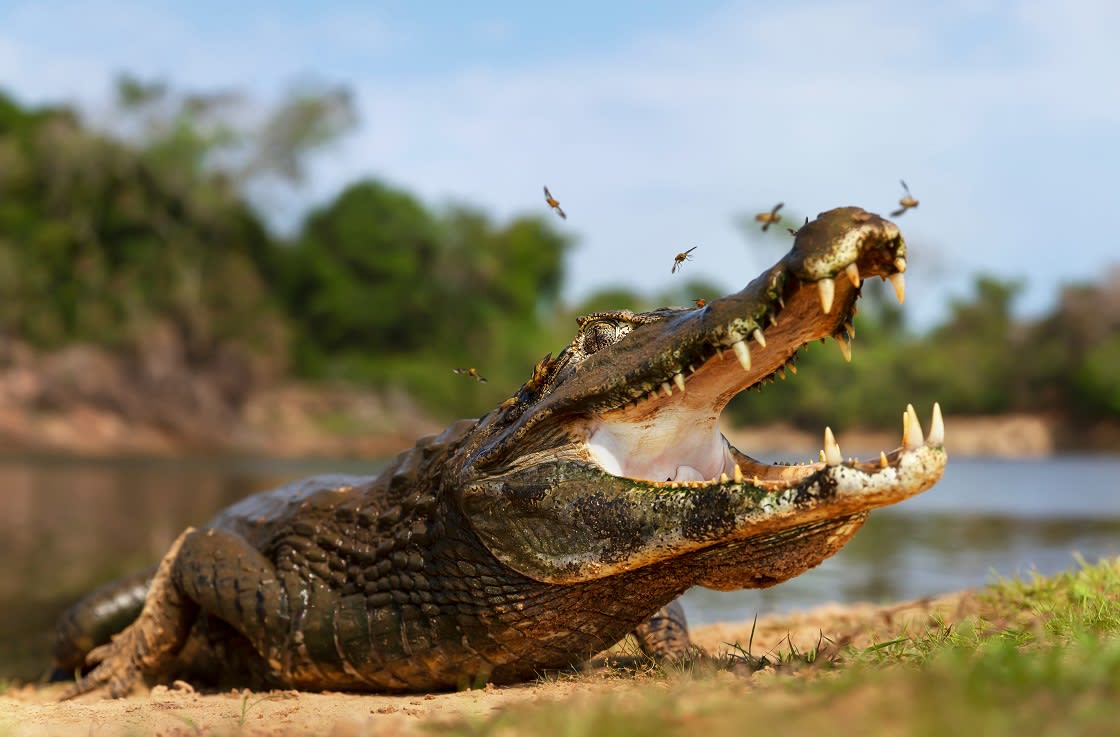 Close Up Of A Yacare Caiman 