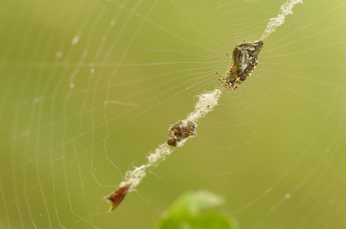 Cyclosa Conica小蜘蛛Strinds Orb韦弗在一起