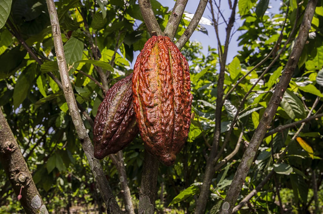 Cocoa Plant Fruit