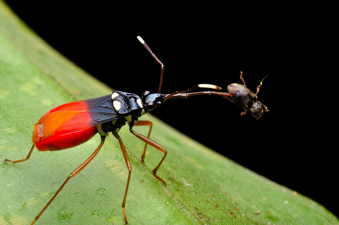 Red Assassin With The Pray Hanging At A Tree