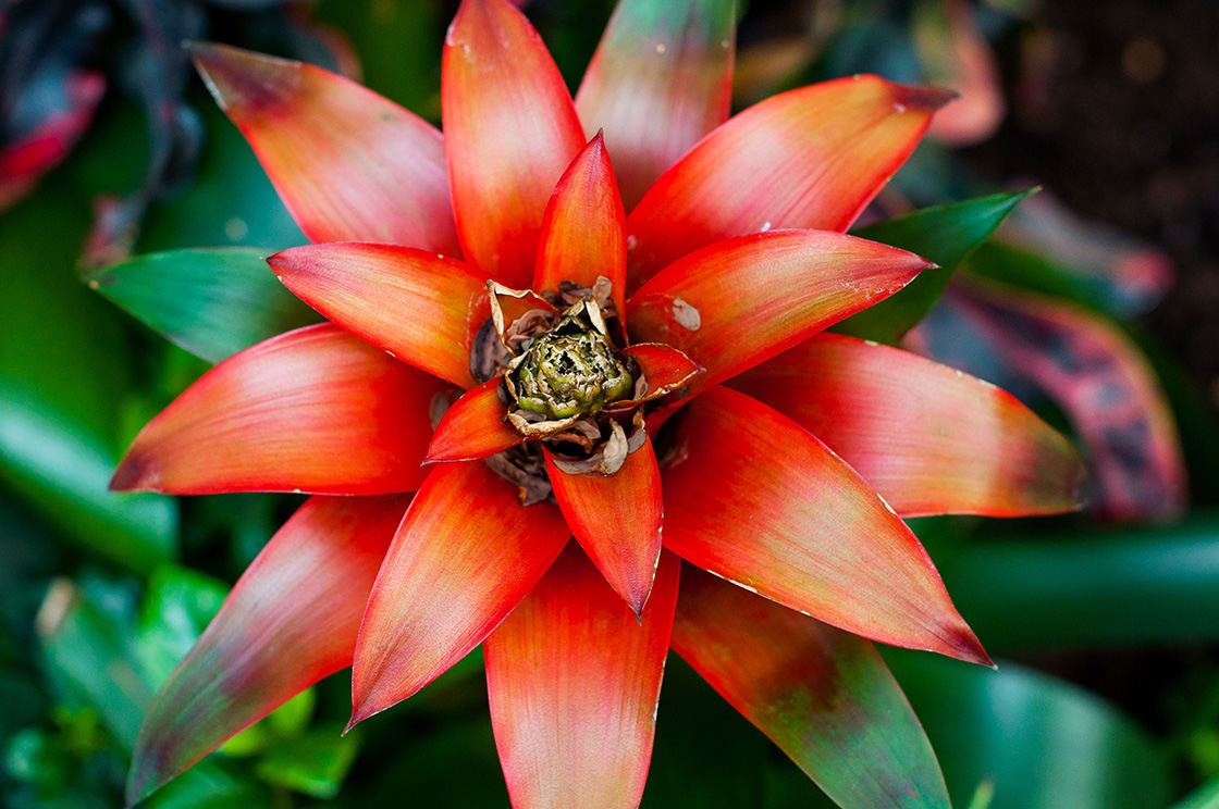 Flower Of Bromeliad