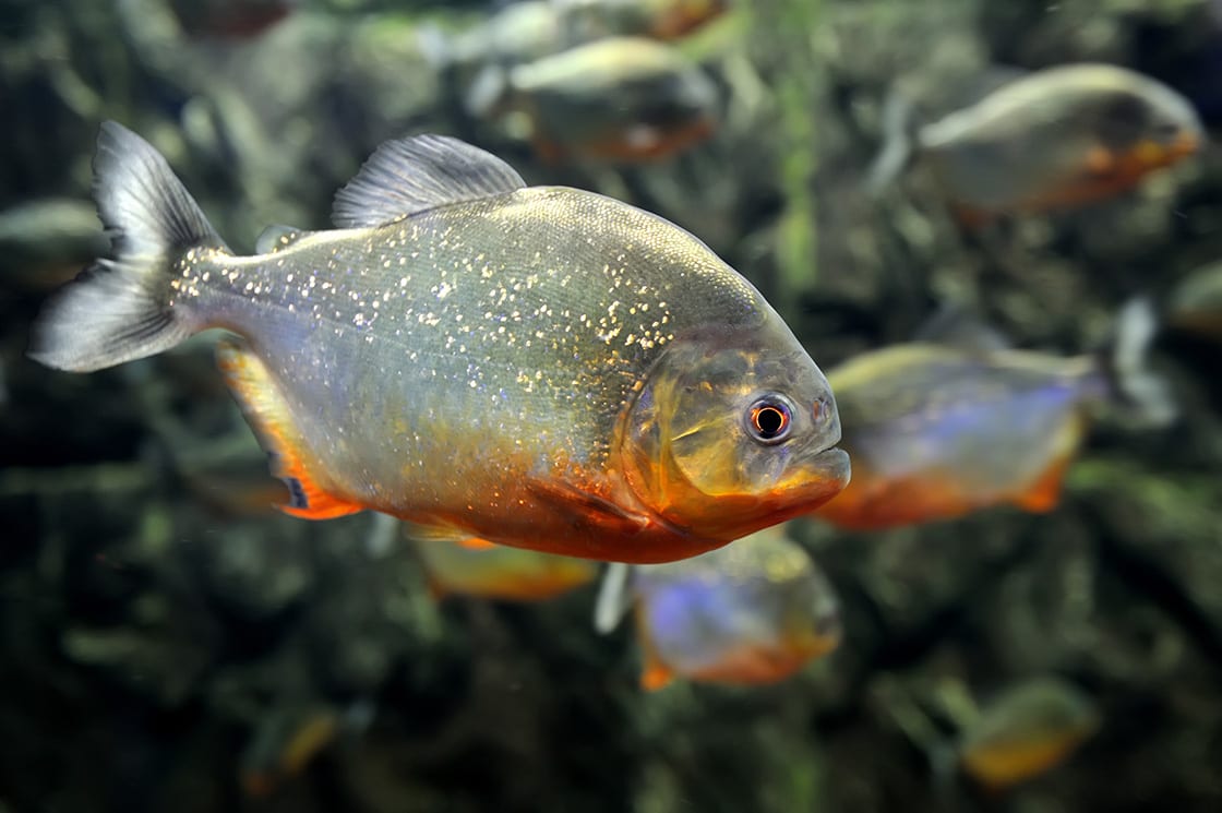 Tropical Piranha Fishes In A Natural Environment