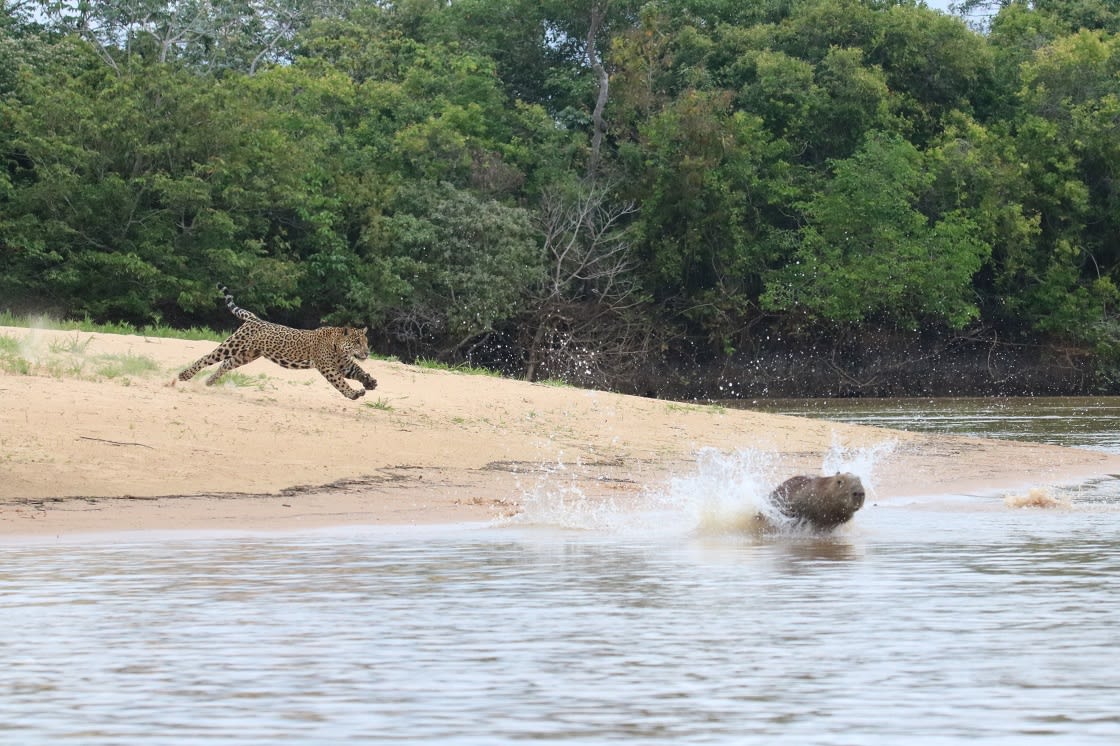 Jaguar Hunting Capybaras On The Riverbank Pantanal 