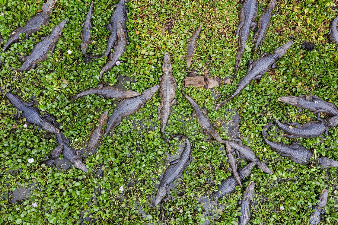 Aerial View Over Group Of Caimans In The Wild Pantanal