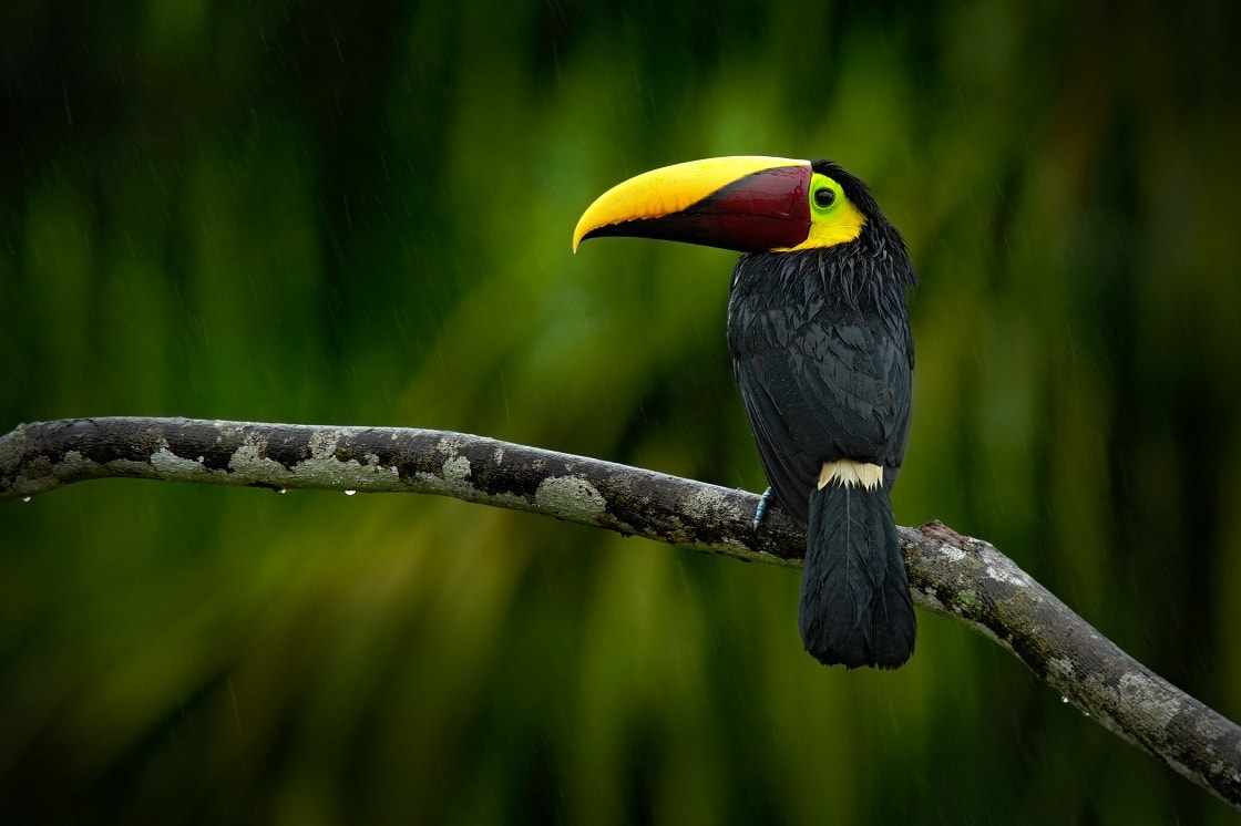 Toucan Sitting On a Branch