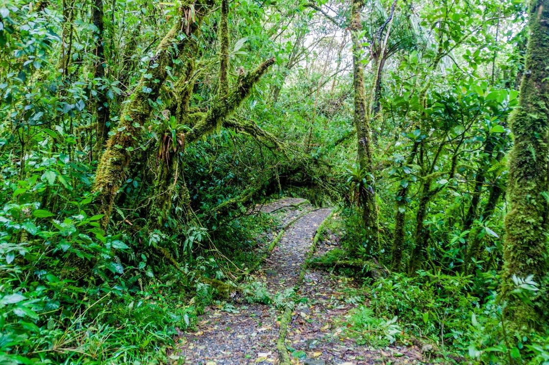 Hiking Trail In National Park Podocarpus Ecuador