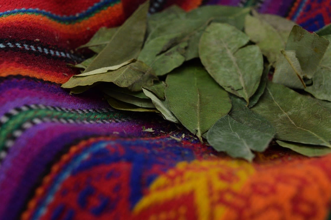 Green Cocoa Leaves 