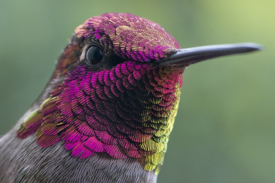 Male Hummingbird Have brilliant Colors