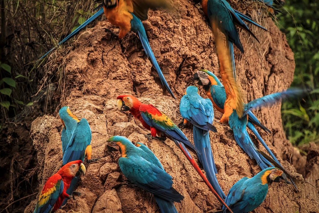 Clay Lick In Tambopata National Reserve