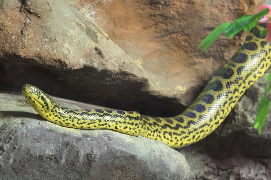 黄色蟒蛇(Eunectes notaeus)