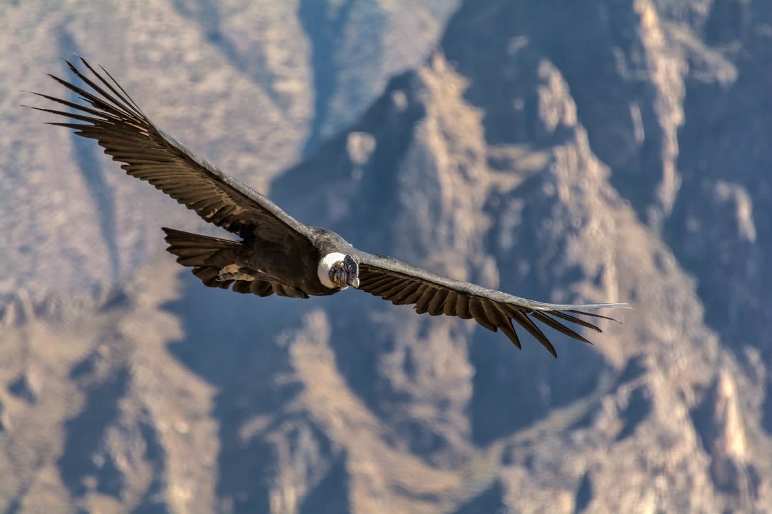 Andean Condor, One Of The Largest Flying Birds