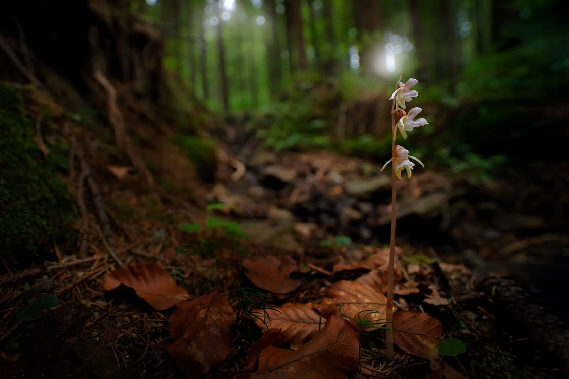 Epipogium Aphyllum幽灵兰花在自然森林栖息地宽