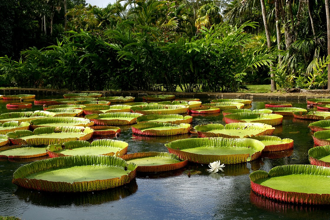 Amazon Water Lilies