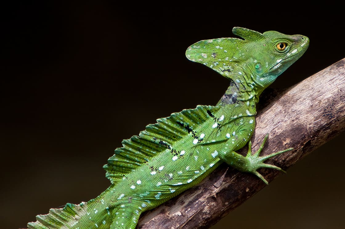 Jesus Crist Lizard Sitting On A Branch Above Water