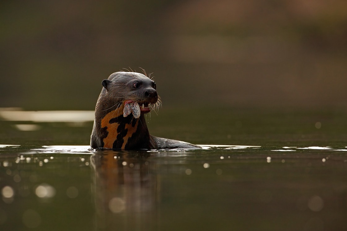 Giant Otter In The River With Fish