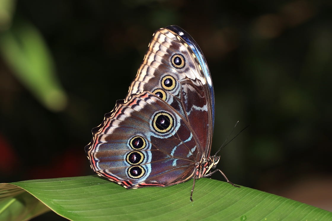 The underside of the butterfly’s wings are covered in shades of brown, red, black and grey