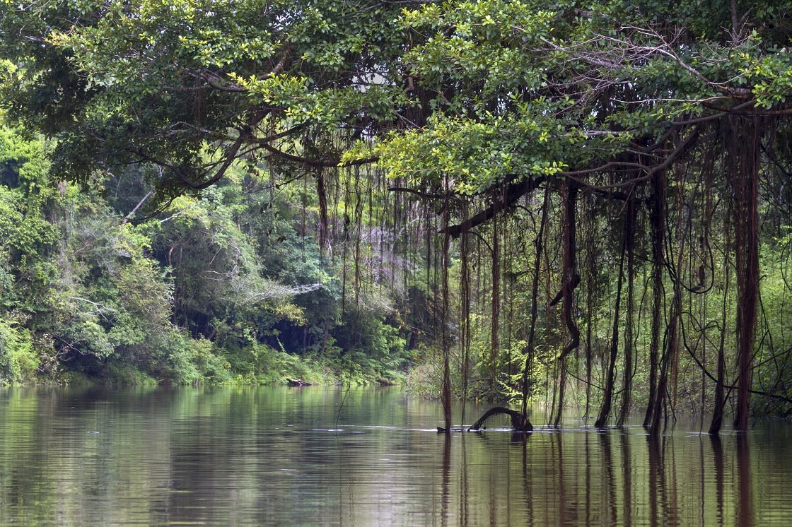 Frontiers  Free and underfit-scavenger river dynamics dominate the large  ian Pacaya-Samiria wetland structure