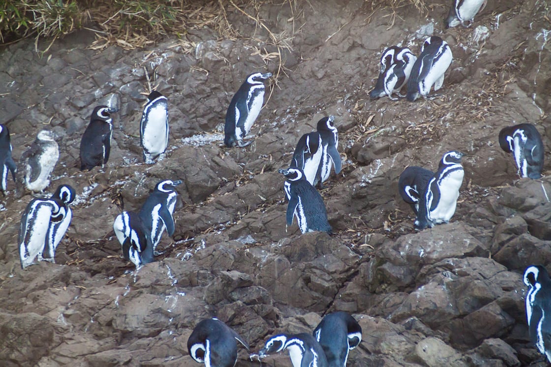 Penguins In Protected Area