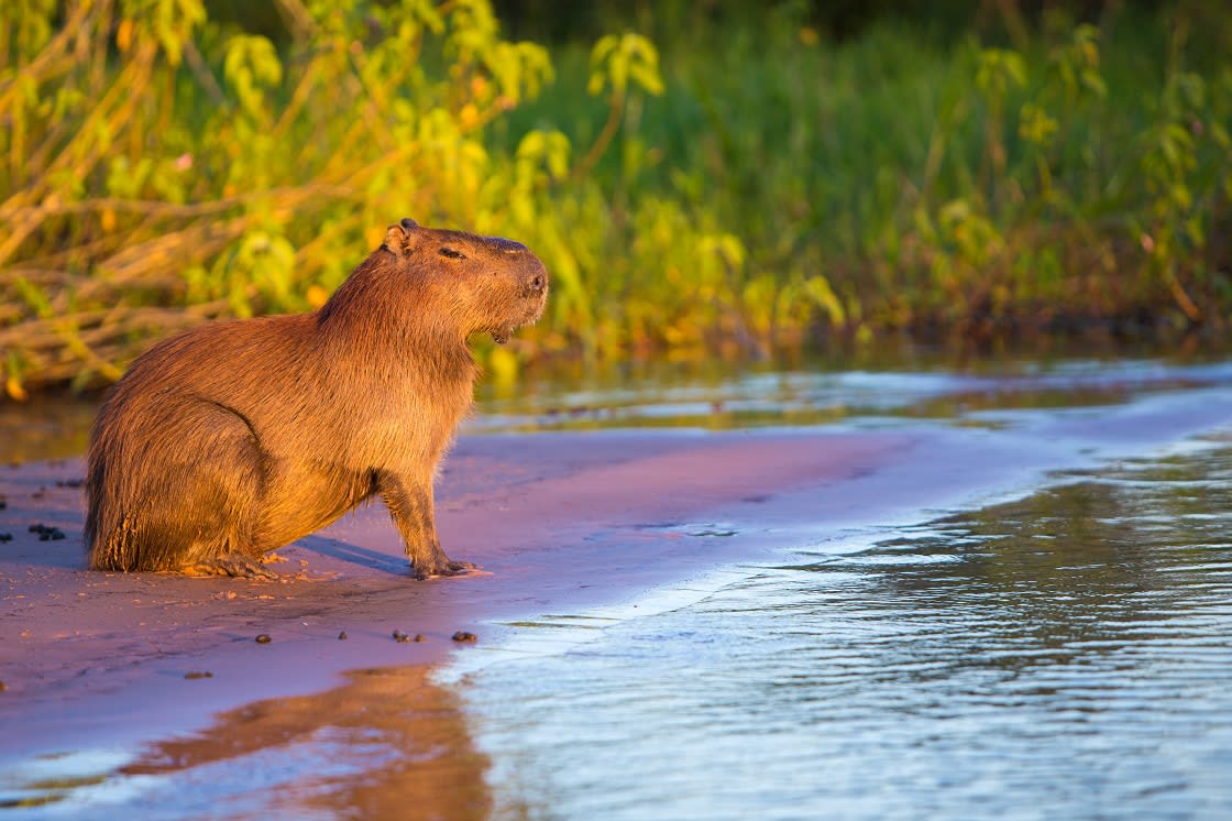 Wild Capybara
