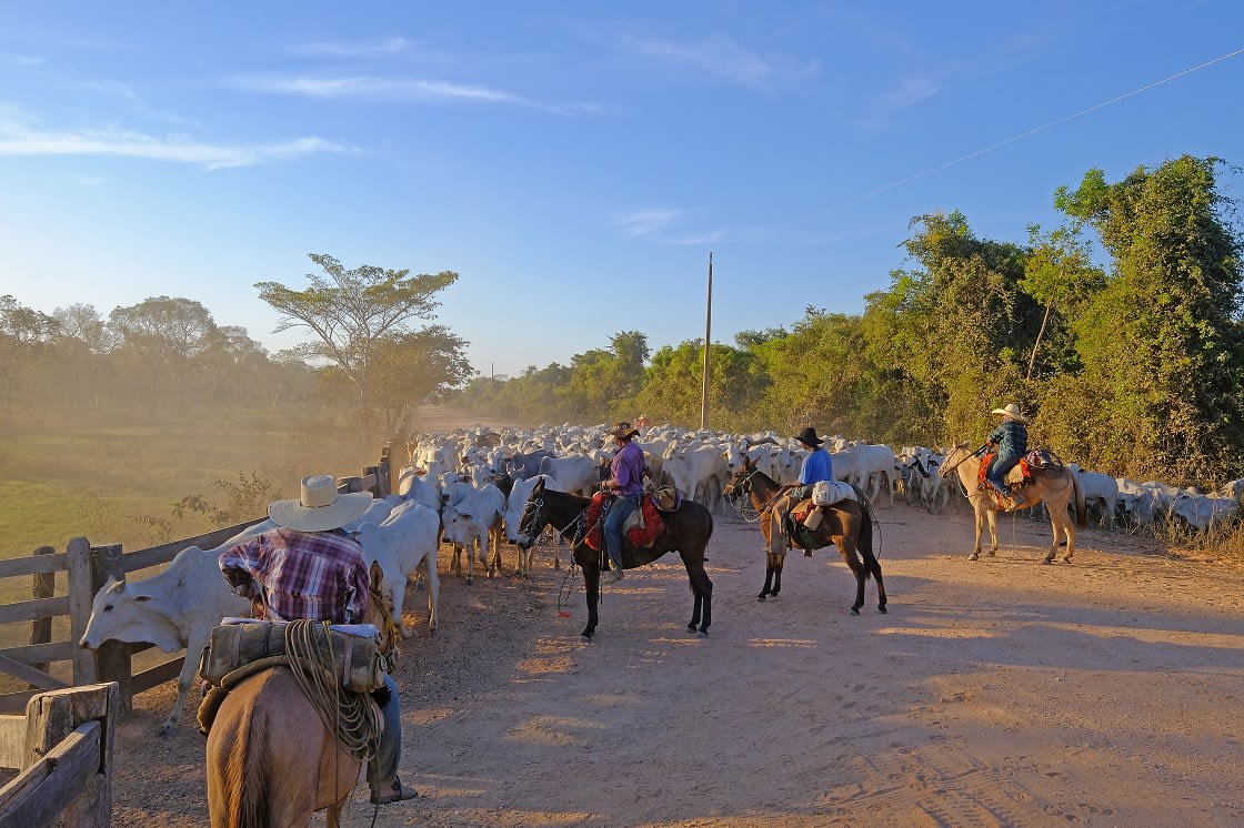 Unrecognizable Cowboys Along The Transpantaneira Highway