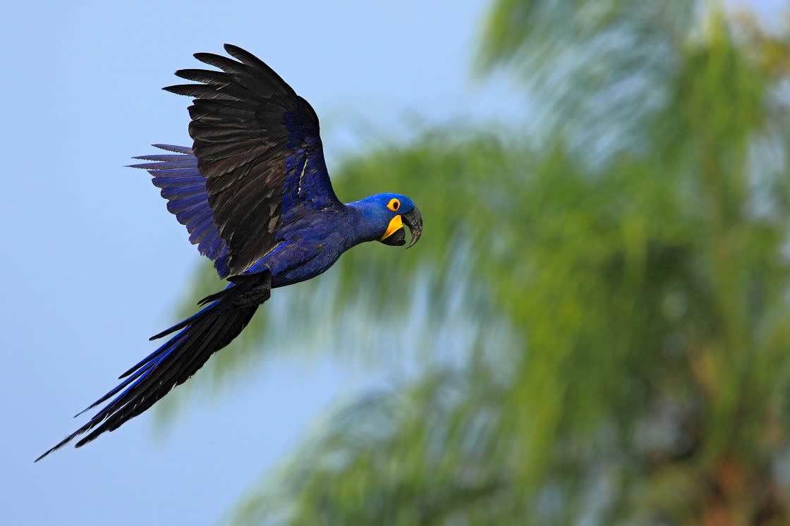 Big Blue Parrot Hyacinth Macaw 