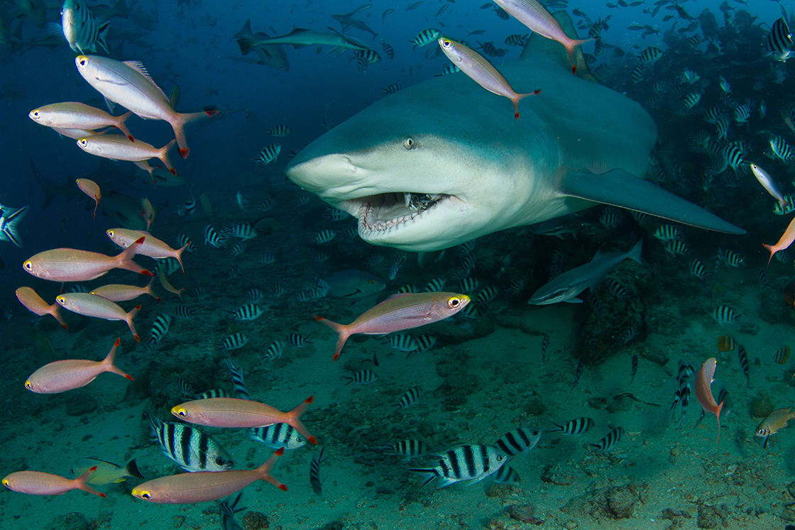 Bull Shark