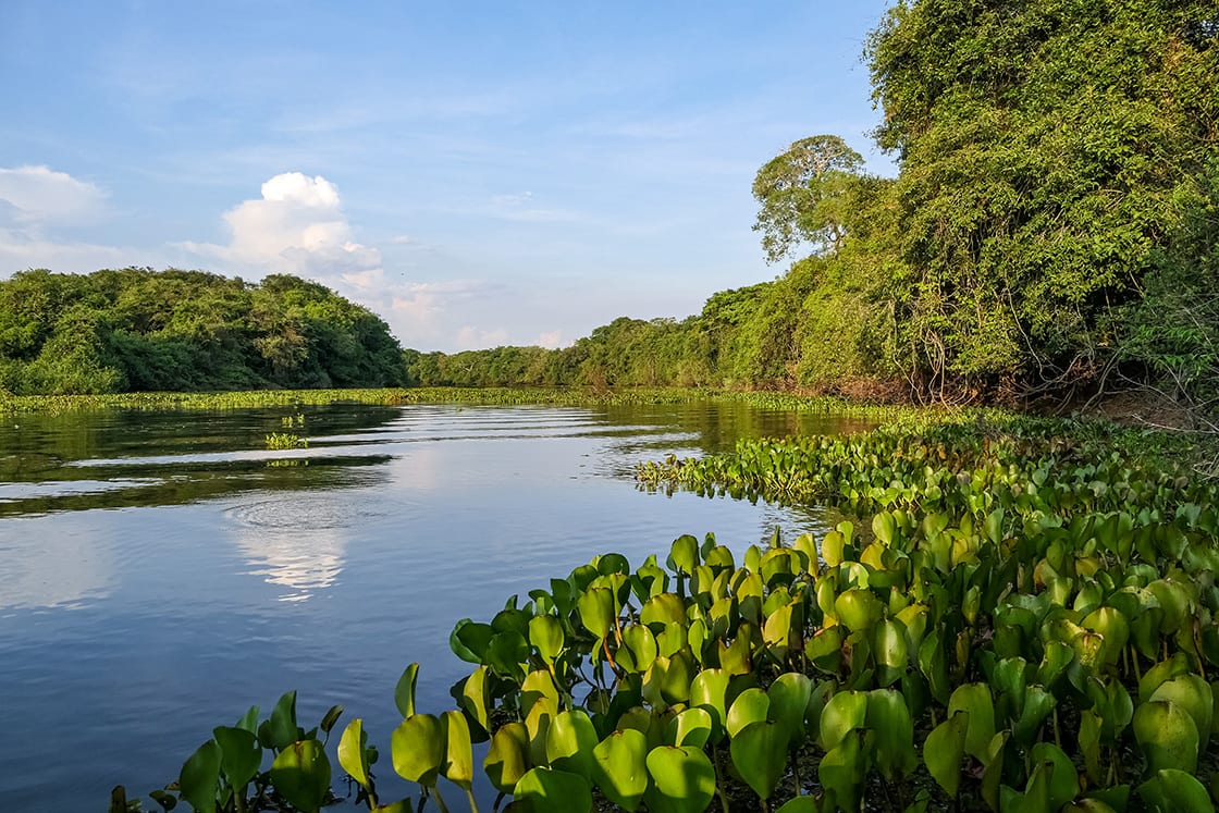 Typical,Pantanal,River,Scenery,In,Afternoon,Light,,Sky,Reflected