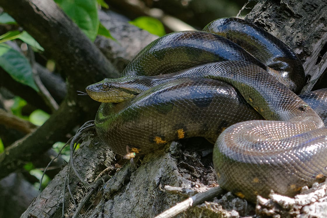 Green Anaconda (eunectes Murinus) Cuyabeno Wildlife Reserve Amazonia