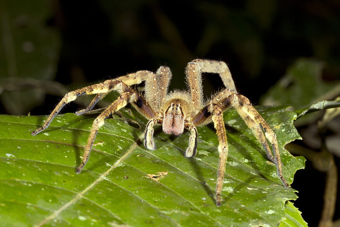 Venomous Wandering Spider Looking At The Camera Ecuador