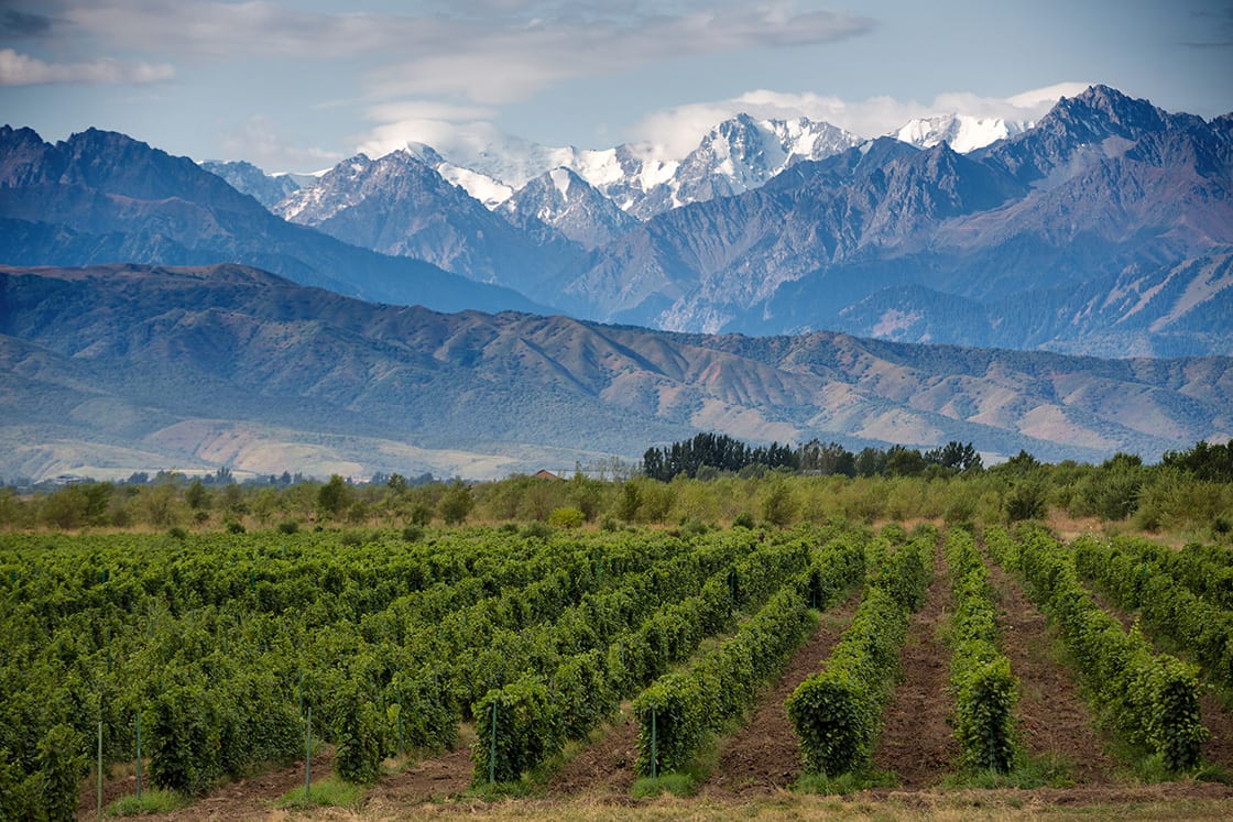 Argentina's wine country