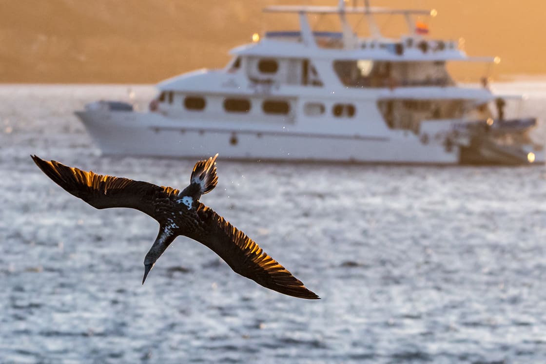 A Blue Footed Booby Dives Towards The Ocean In Front