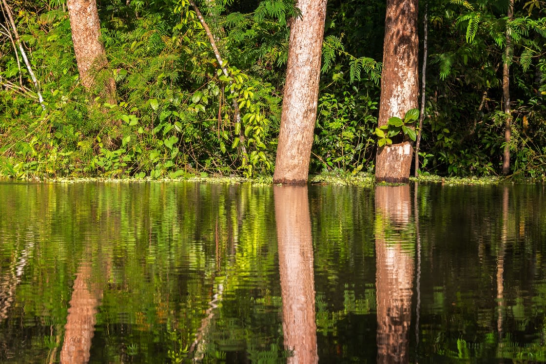 View Of Trees Reflected In The Yanayacu River In 