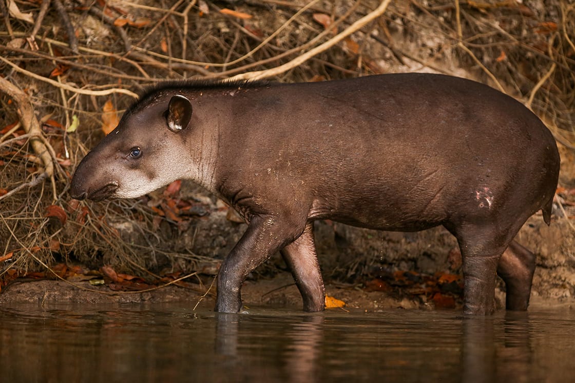 Tapir In A River Bank In The Brazilia Amazon